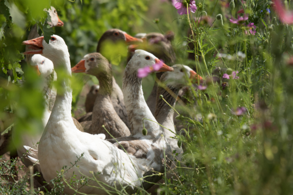 Cono Sur certyfikat For Life