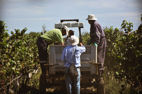 Dolina Cachapoal - Cono Sur Carmenere