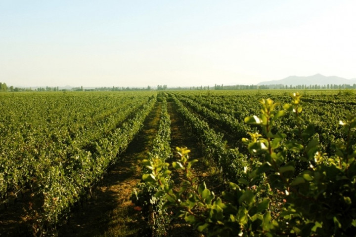 Dolina Colchagua - serce produkcji win Cono Sur